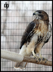 Kép: flickr.com (Red Tail Hawk in Cage)