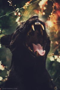Kép: LoveThisPic (Panther Roar)