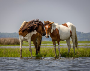 Fotó: drivethenation.com (Wild Horses in bay at Assateague National Park)
